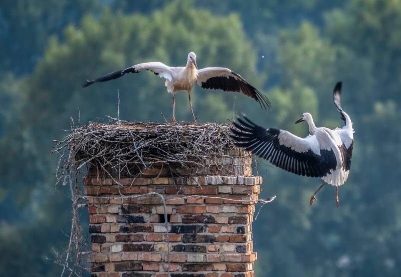 Professional Chimney Animal Removal Services in Hypoluxo, Florida